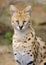 Serval