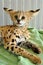 Serval