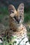 Serval