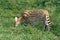 Serval, African wildcat