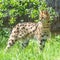 Serval, animal