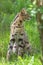 Serval, animal