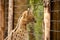 Serval Boise Zoo