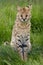 Serval cat