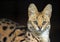 Serval Cat