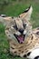 Serval Cat