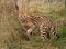 Serval cat disappearing into long grass