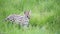 Serval cat in the grassland of the savannah in Kenya