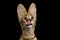 Serval cat isolated on Black Background in studio