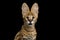 Serval cat isolated on Black Background in studio