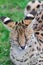 Serval cat, Leptailurus serval, head portrait