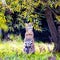 Serval cat, Leptailurus serval in sunlight watching movement in overhanging tree branches