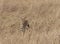 Serval Cat Looking for prey at Dry grassland in Masai Mara, Kenya