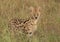 Serval Cat in Maasai Mara Kenya