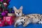 Serval cat next to a Christmas tree and gifts on blue background
