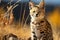 Serval cat in the savanna on the background of yellow grass.