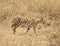 Serval Cat in Serengeti, Tanzania