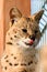 Serval cat in the Ukrainian zoo, a rare species of cat.