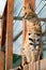 Serval cat in the Ukrainian zoo, a rare species of cat.