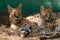 Serval cats resting together in their enclosure