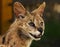 Serval. Felis serval. close up