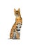 Serval isolated on a white