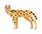 Serval isolated on white background. Wild African cat with slender body and spotted coat. Beautiful exotic predatory