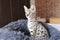 Serval kitten in domestic environment