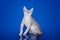 Serval kitten playing in the studio on a blue background isolate