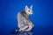 serval kitten playing in the studio on a colored background isolated