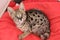 Serval kitten in red background