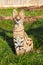 Serval Kitten Sitting Looking Upwards