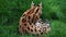 Serval laying in the grass cleaning itself