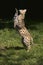 Serval, leptailurus serval, Adult hunting Bird