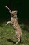 Serval, leptailurus serval, Adult hunting Bird