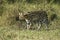 Serval, leptailurus serval, Adult, Masai Mara Park in Kenya