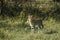 Serval, leptailurus serval, Masai Mara Park in Kenya