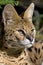 Serval, leptailurus serval, Portrait of Adult