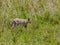 The serval Leptailurus serval walking through the green high grass of the savannah of the Serengeti Nationalpark