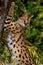 Serval Leptailurus at the tree