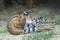 Serval lies on the sand and grass