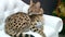 The Serval lives in the apartment owners have a sleeping lies