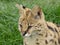 Serval looking out at the world