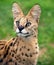 Serval portrait