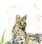 Serval Portrait