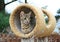 Serval Savannah Kitten
