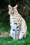 Serval sitting on grass