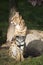 Serval sitting, Leptailurus serval