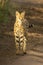 Serval stands on dirt track looking right