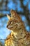 Serval on a tree